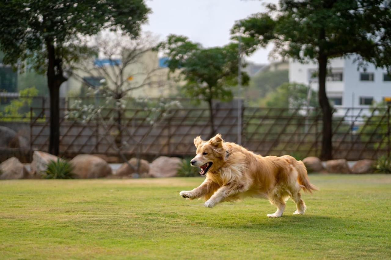 Hyatt Hyderabad Gachibowli Hotell Exteriör bild